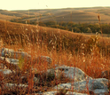 Grasses turn sere and brown in baking summer sun.